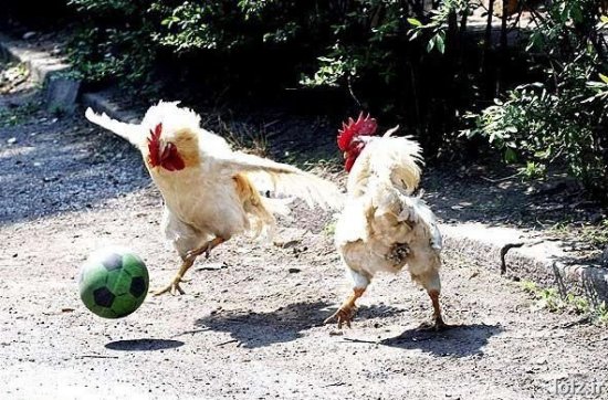 Rooster Pickup soccer in Central PA
